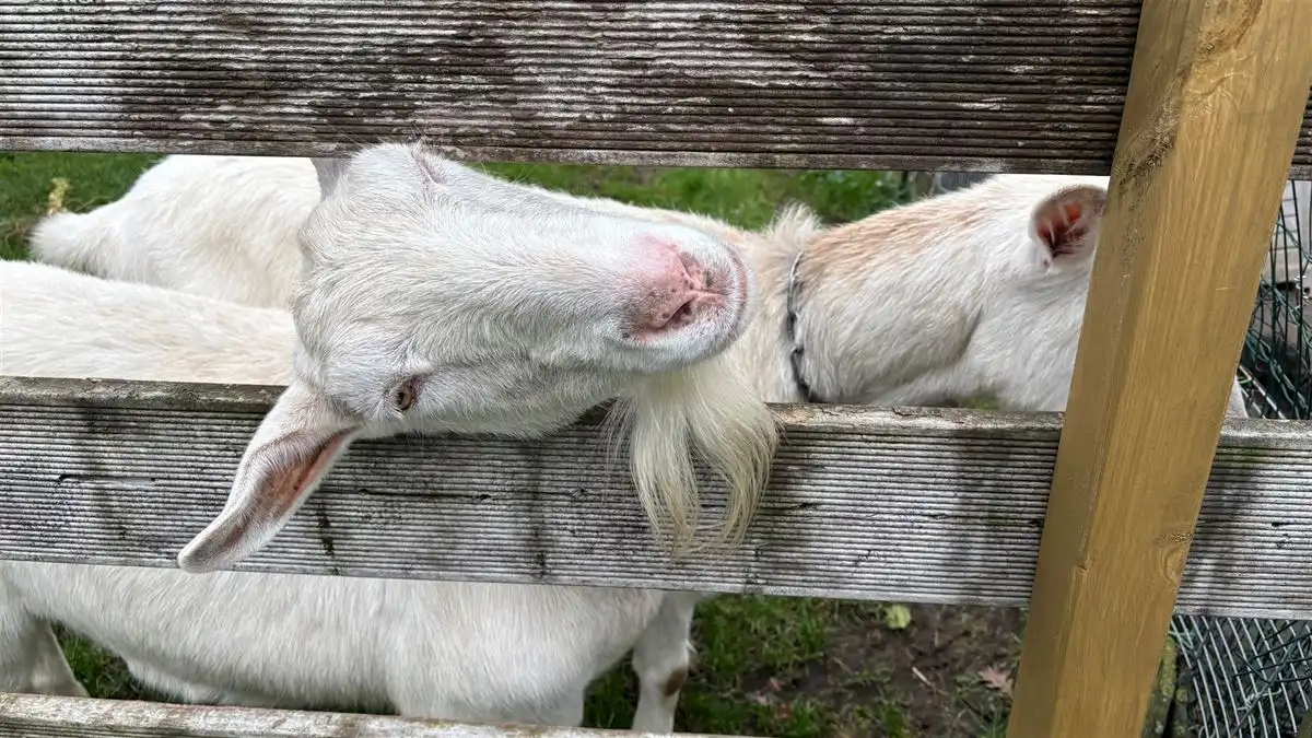 Top gelegen perceel weiland foto 8