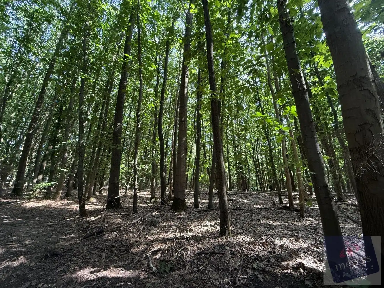Uw eigen stukje natuur in Houthalen-Helchteren – Voornstraat (10 are) foto 3