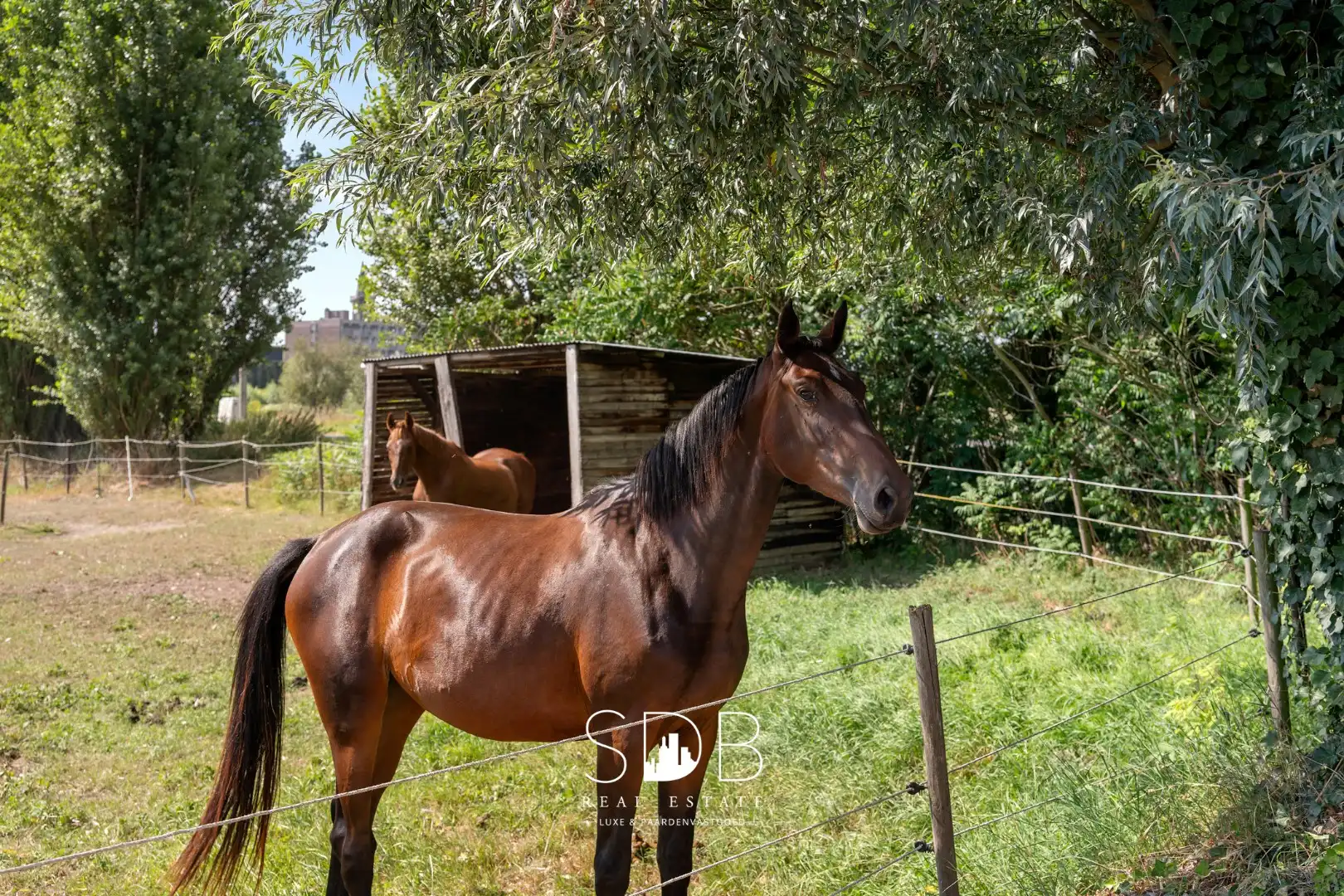 Hedendaagse villa met gezinstuin en graslanden op 7.496m² foto 37