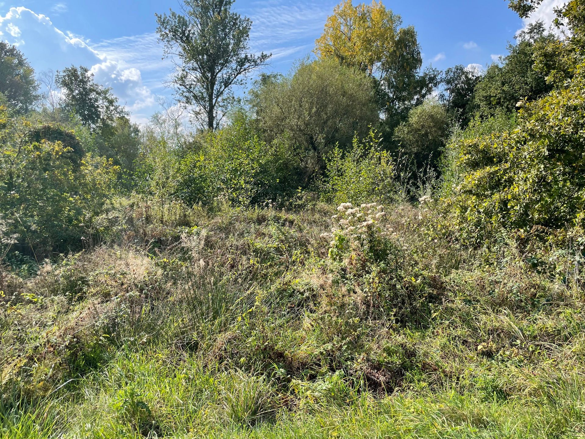 Hooiland nabij natuurgebied in Houthalen-Helchteren foto 4