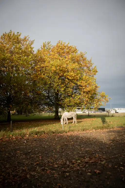 Uitzonderlijk mooi gelegen stuk bouwgrond voor alleenstaande bebouwing foto 3