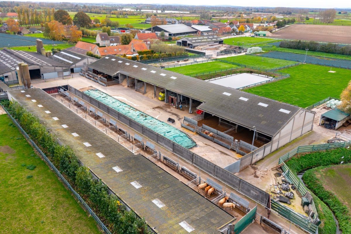 Groot vleesveebedrijf te koop te Diksmuide foto 3