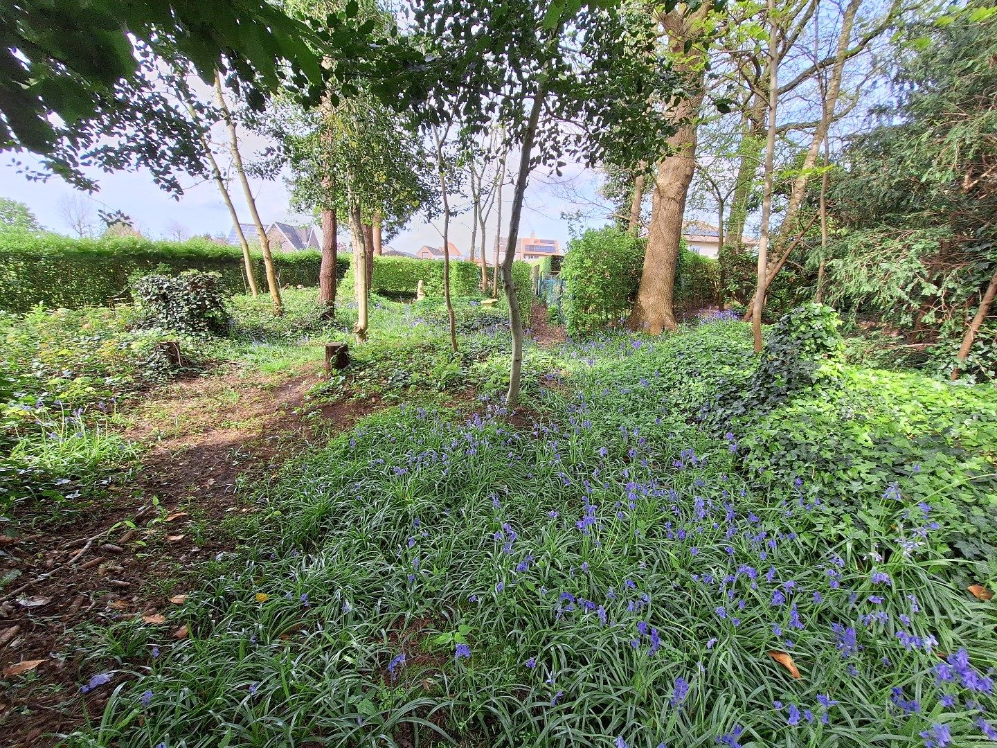 Perceel bouwgrond in landelijke omgeving - zonder bouwverplichting! foto 4