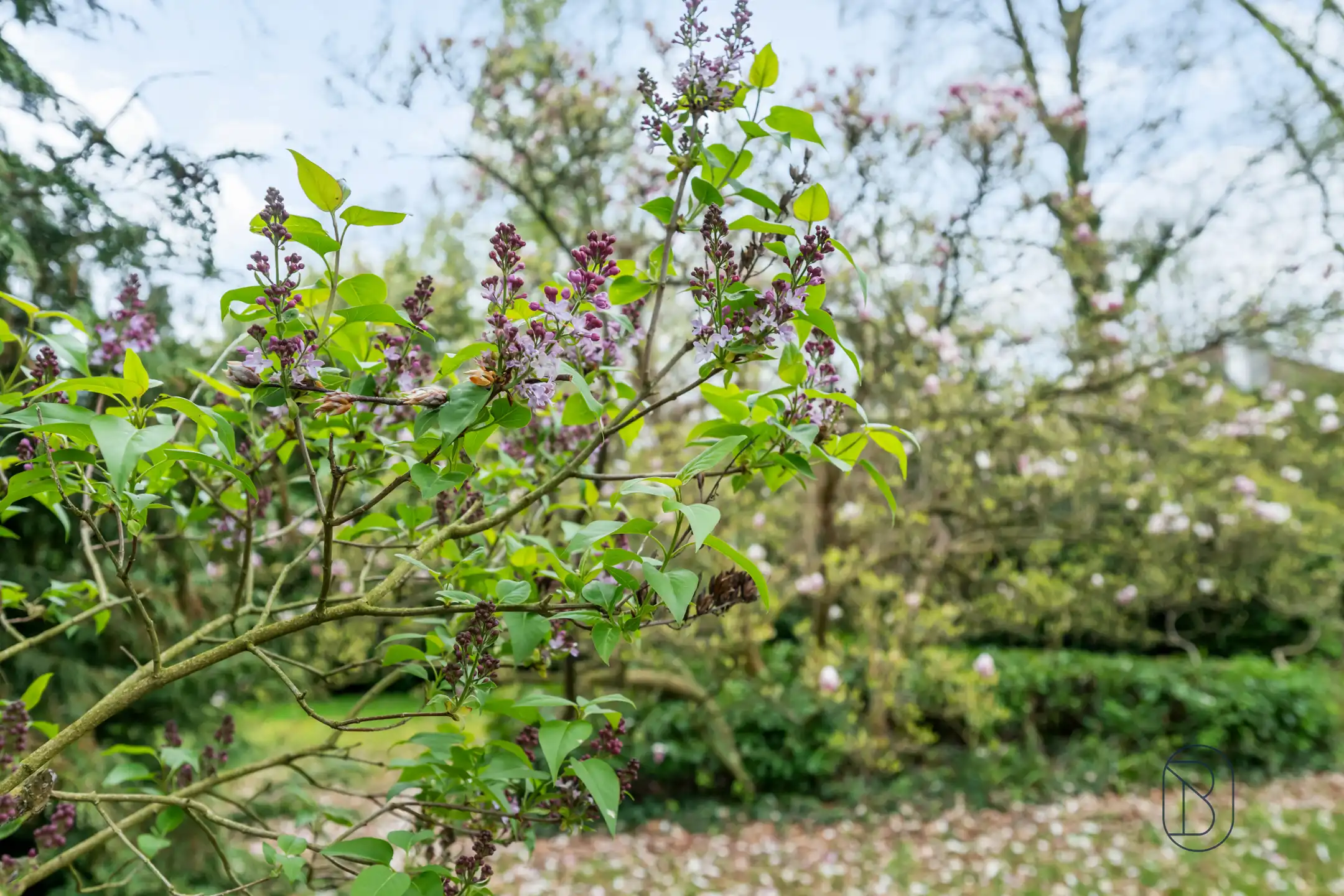 Topgelegen in de Rodenburg: te renoveren/af te breken villa foto 24