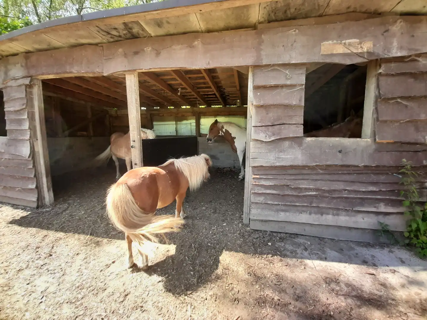 Weiland met paardenstallen op een opp. van 1,43ha foto 3