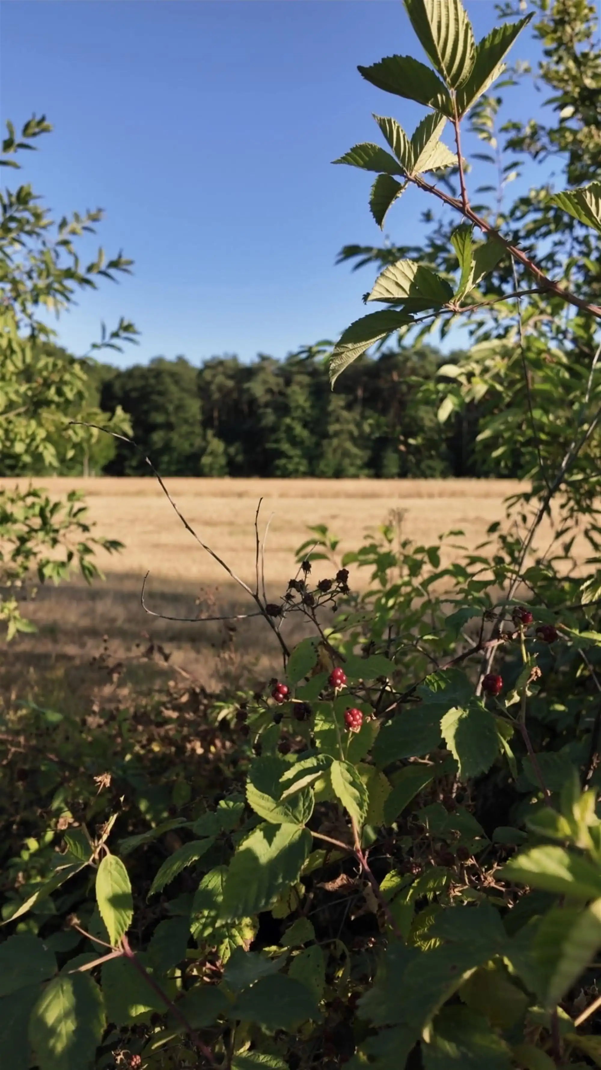 Bouwgrond op een uitzonderlijke locatie in Oud-Heverlee foto 10
