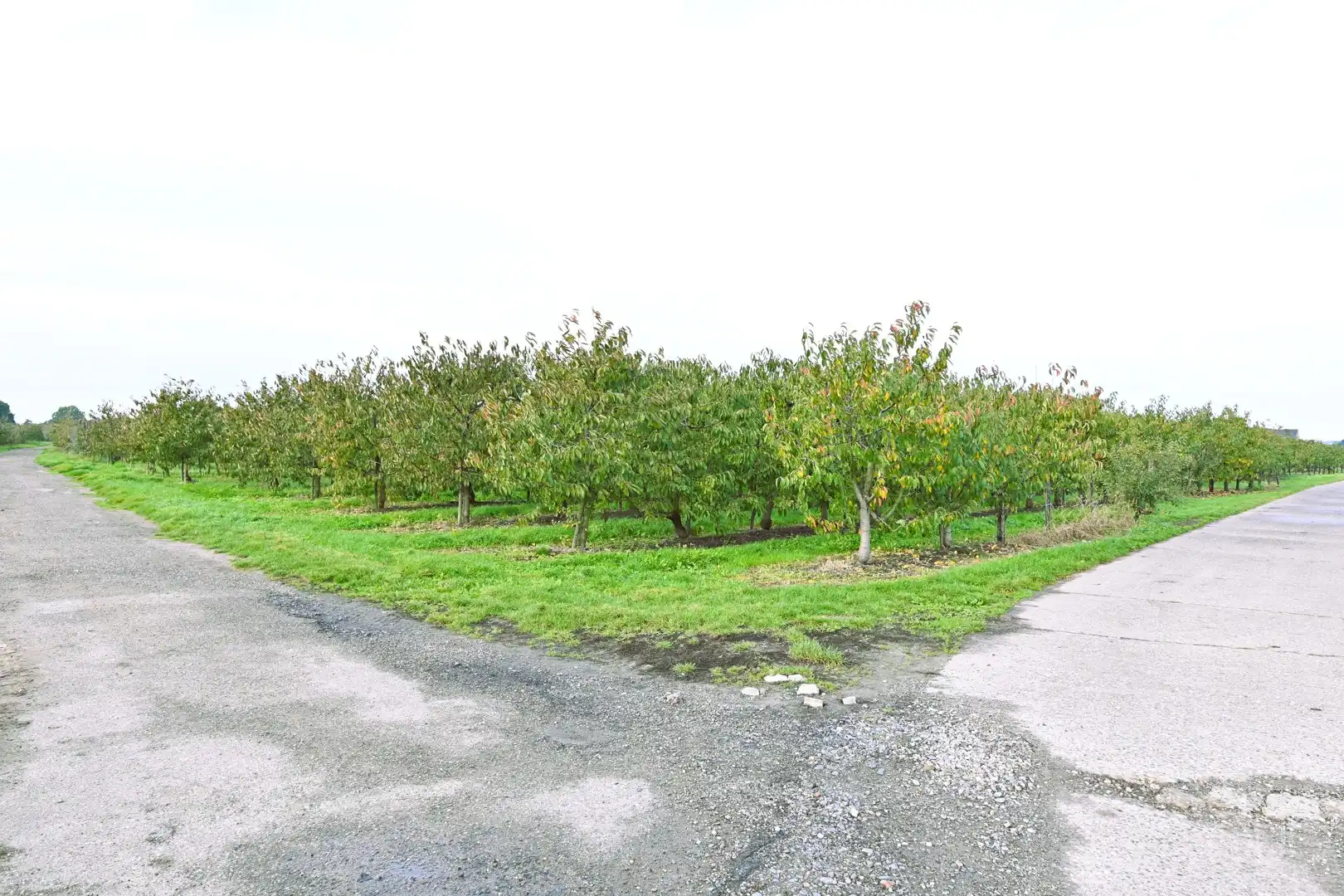 Pachtvrije landbouwgrond van 3ha 65a 46ca met volledige uitrusting – Gippershovenstraat, Zepperen foto 6