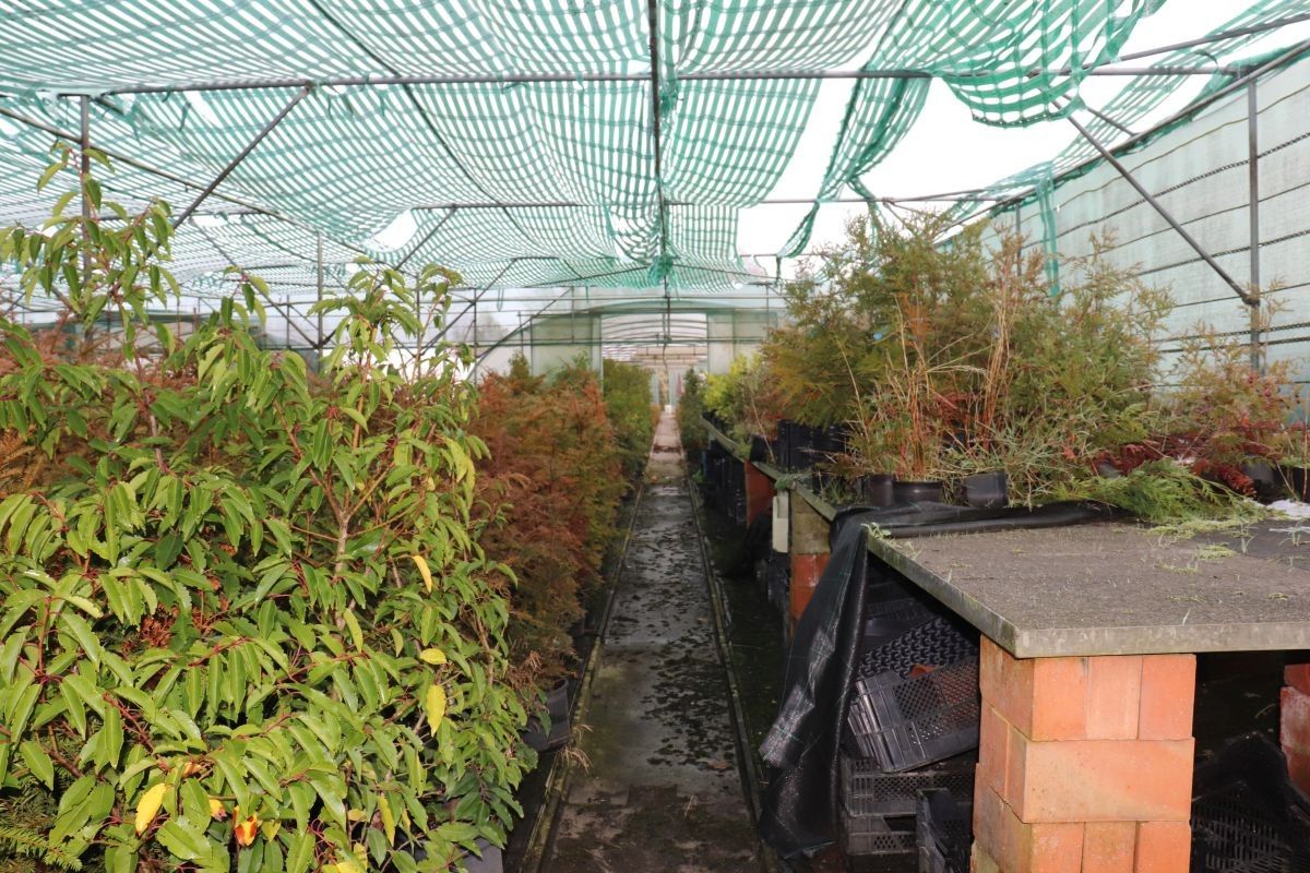 Plantenkwekerij te koop te Zwevegem foto 10