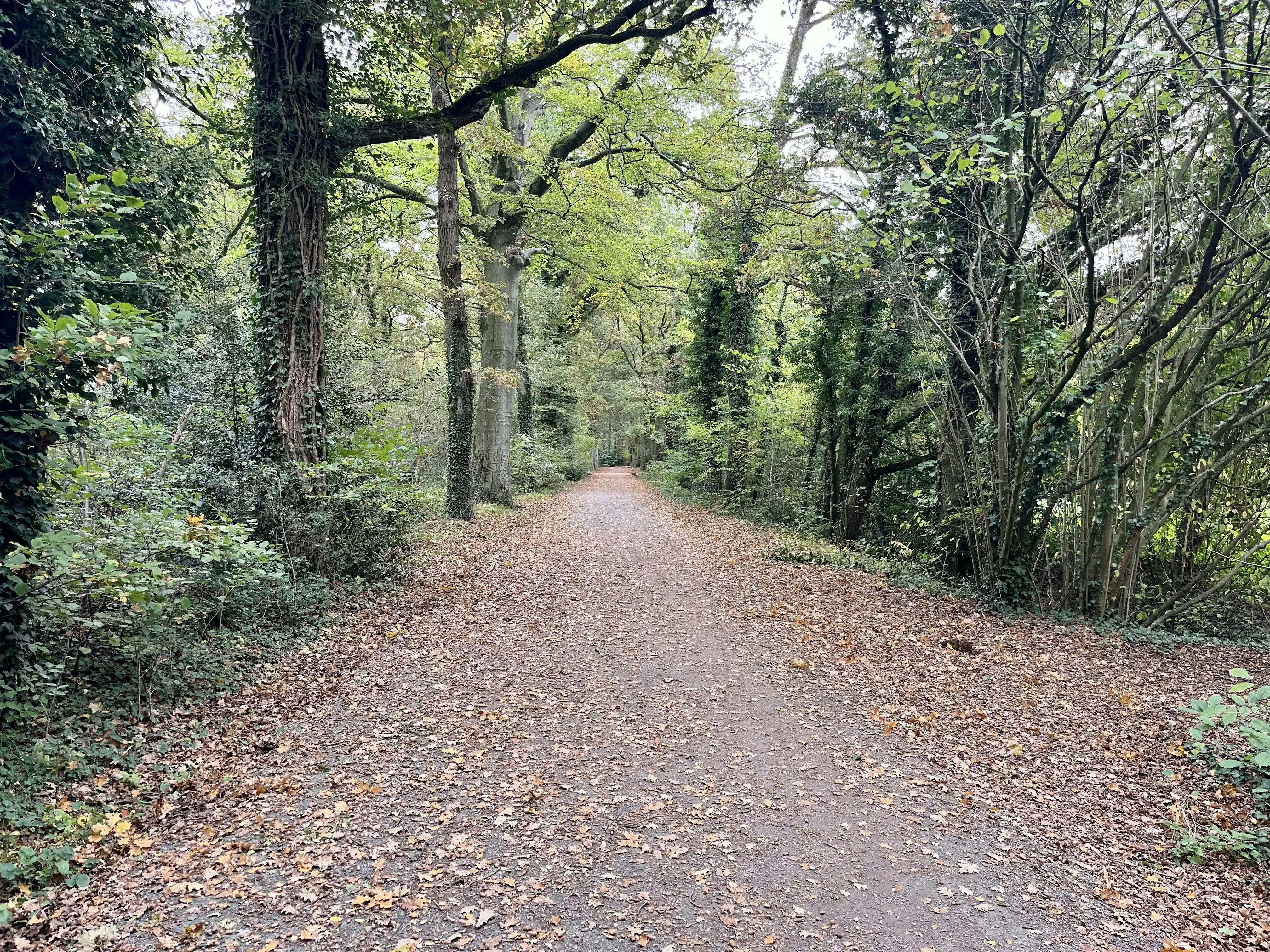 Perceel bosgrond te koop in Zoerselbos foto 10