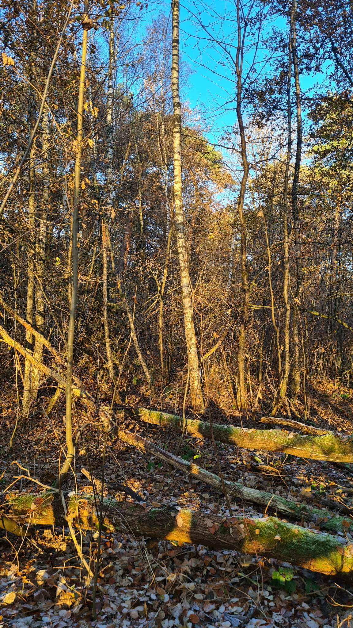 BOSGROND (11425 m²) IN TURNHOUT foto 4