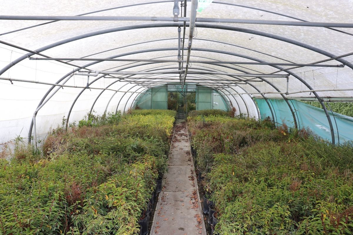 Plantenkwekerij te koop te Zwevegem foto 6