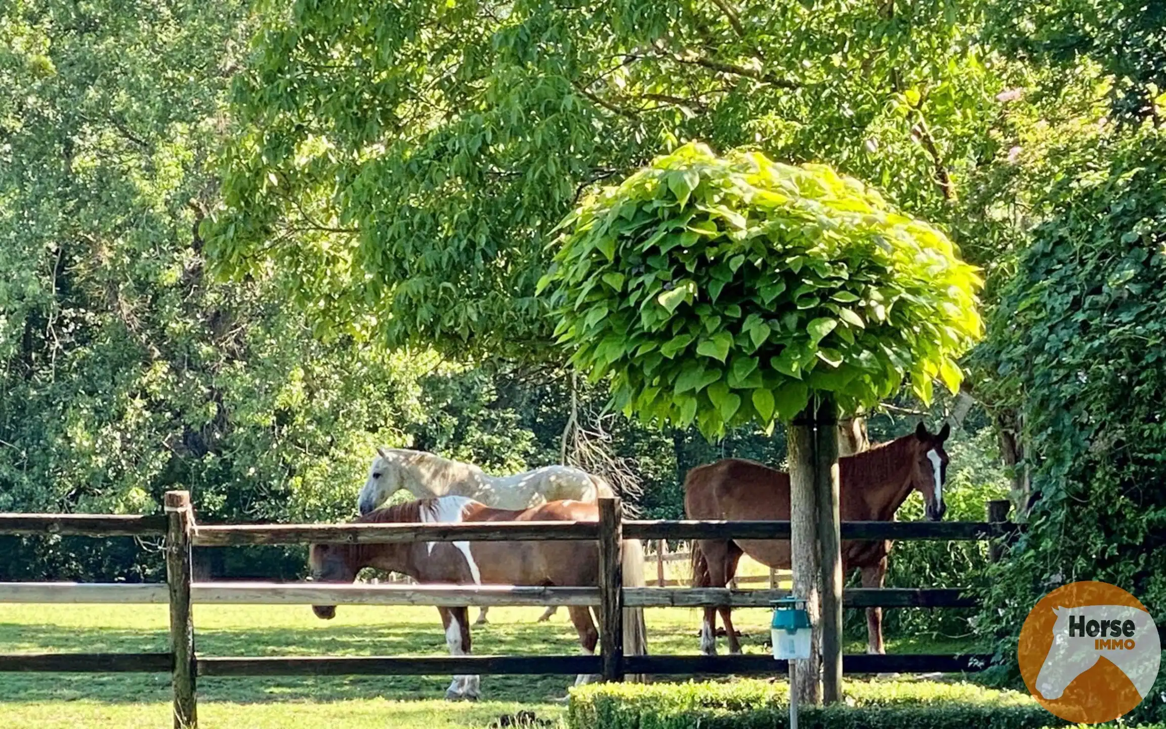 HALLE – Charmante woning met stallen op 1,15ha aan Hallerbos foto 9