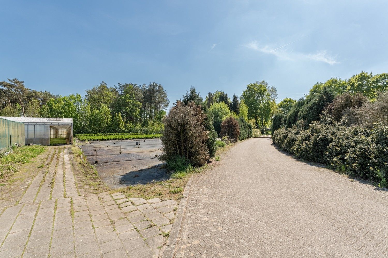 Uitgebreid Tuindersbedrijf met Woonhuis, Serres, Schermhallen en grote Bedrijfsloods op 2ha56a77! foto 23