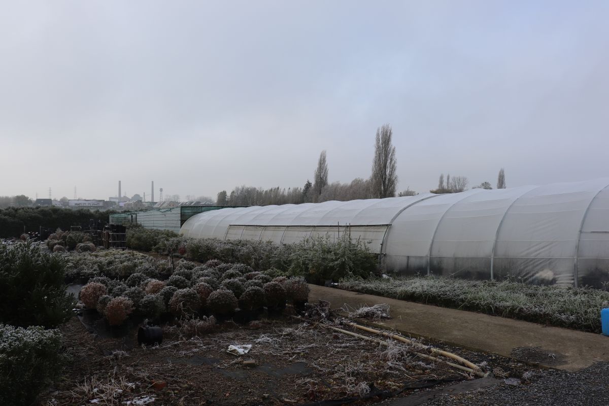 Plantenkwekerij te koop te Zwevegem foto 12