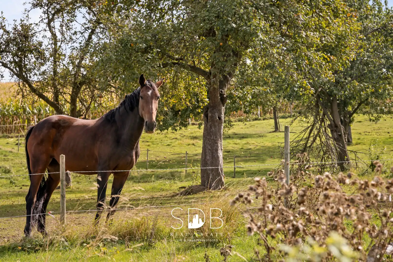 Prachtige landelijke hoeve woning met gezinstuin en graslanden op 1hectare foto 28
