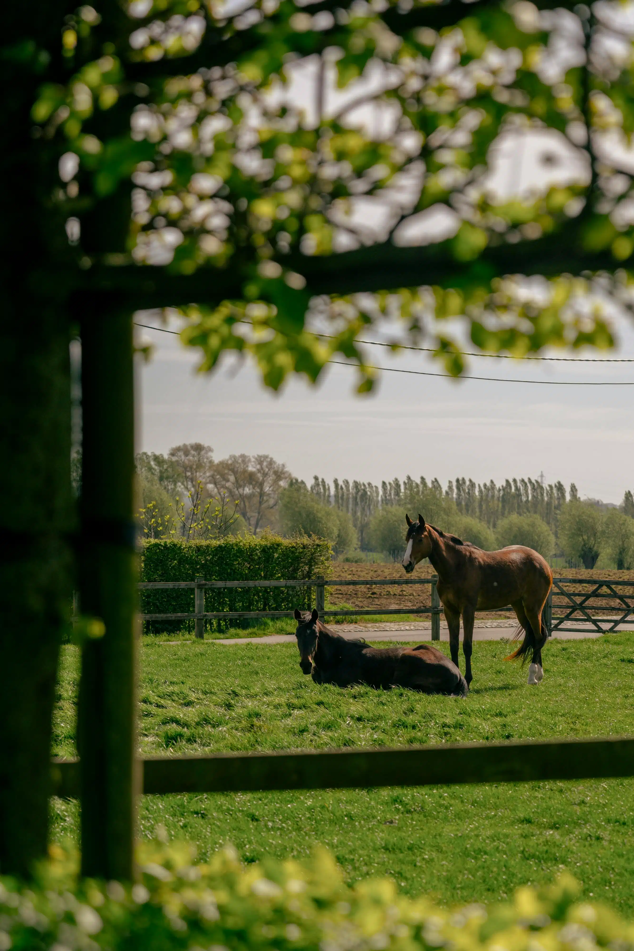 Villa op uitzonderlijke, groene locatie te Aalbeke/Kortrijk foto 5