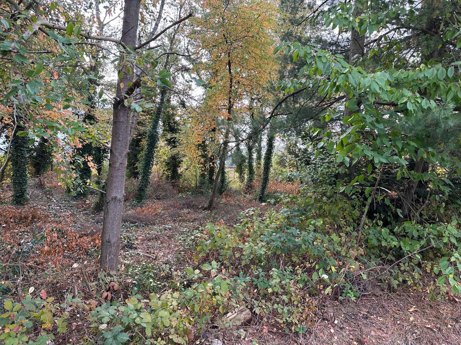 Interssante bouwgrond OB 810 m2 te 3140 KEERBERGEN foto 5