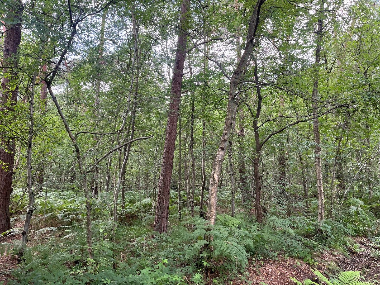 Uitgestrekt natuurgebied op een uitstekende locatie te Schilde! foto 7