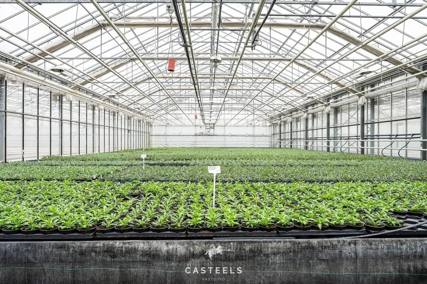 Professionele tuinbouwsite van 1,98 ha met 9.400 m² serres nabij E17 / R4 foto 9