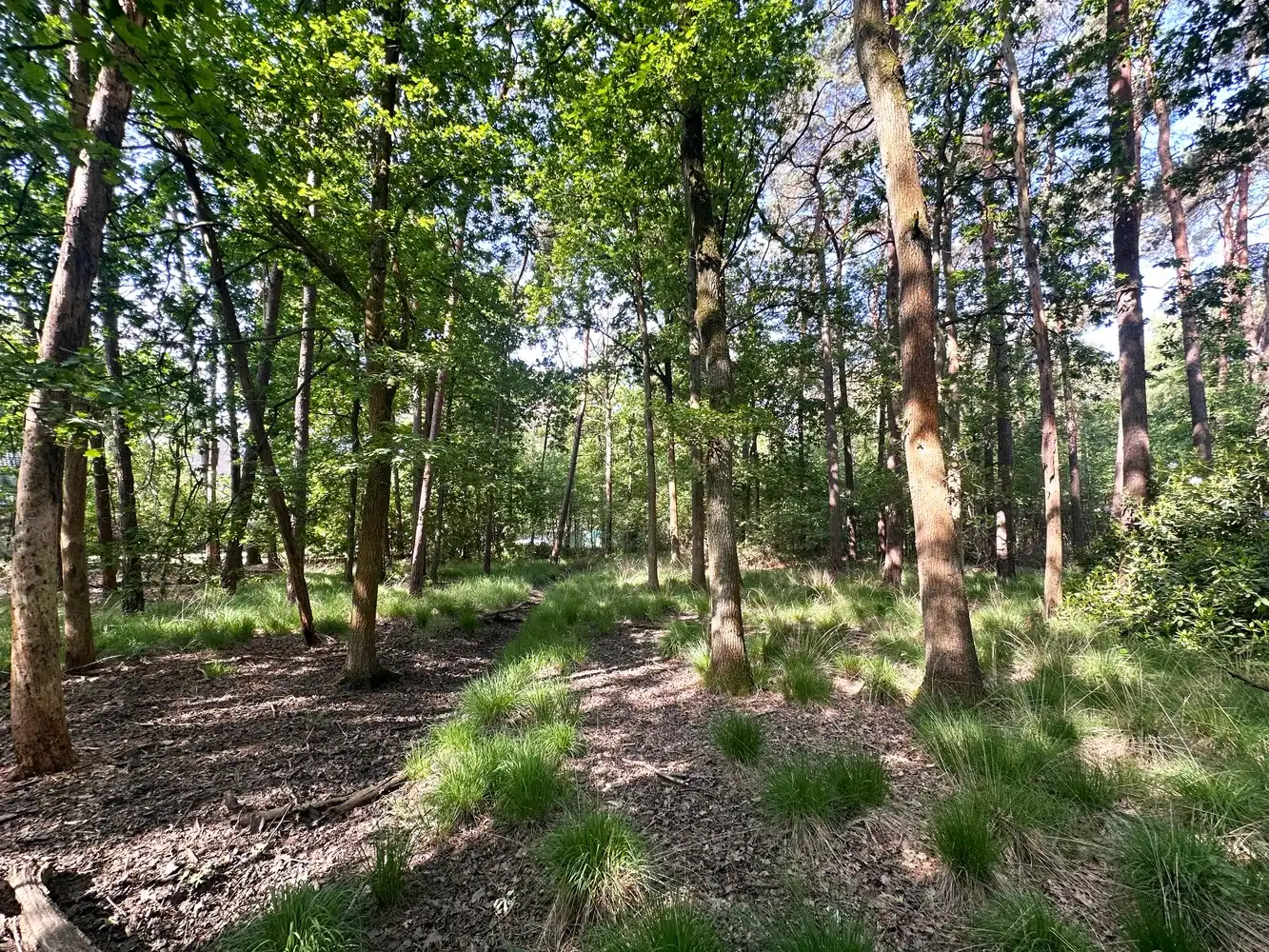 Unieke bouwgrond (5.150m²) omringd door groen & privacy in de Zeurt te Schoten! foto 4