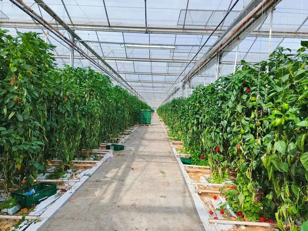 Modern en volledig uitgerust serrebedrijf op 5,65 ha te Lier foto 4