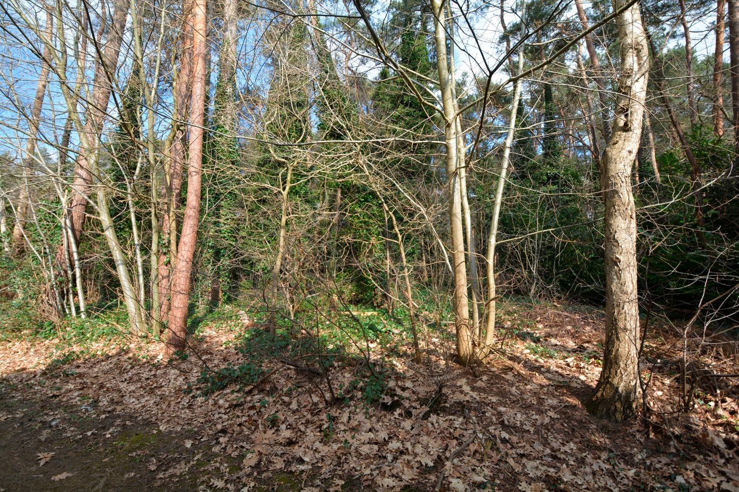 PERCEEL RECREATIEGROND VAN 1.118 m² foto 5