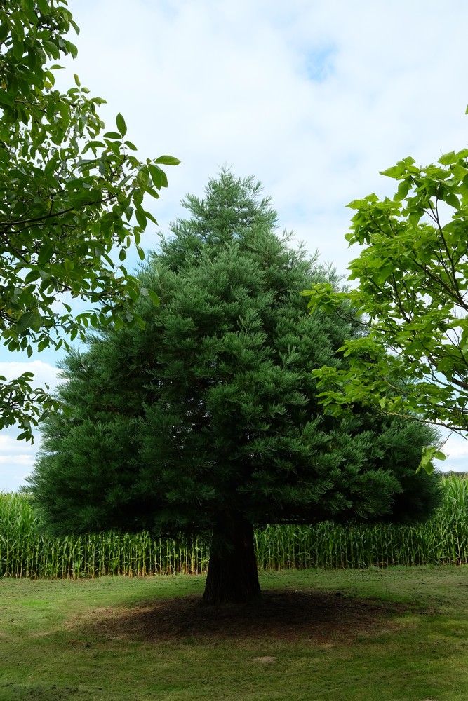 Uniek perceel met een charmante vakantiewoning midden in de natuur omgeven door een uitzonderlijke collectie van prachtige bomen. foto 23