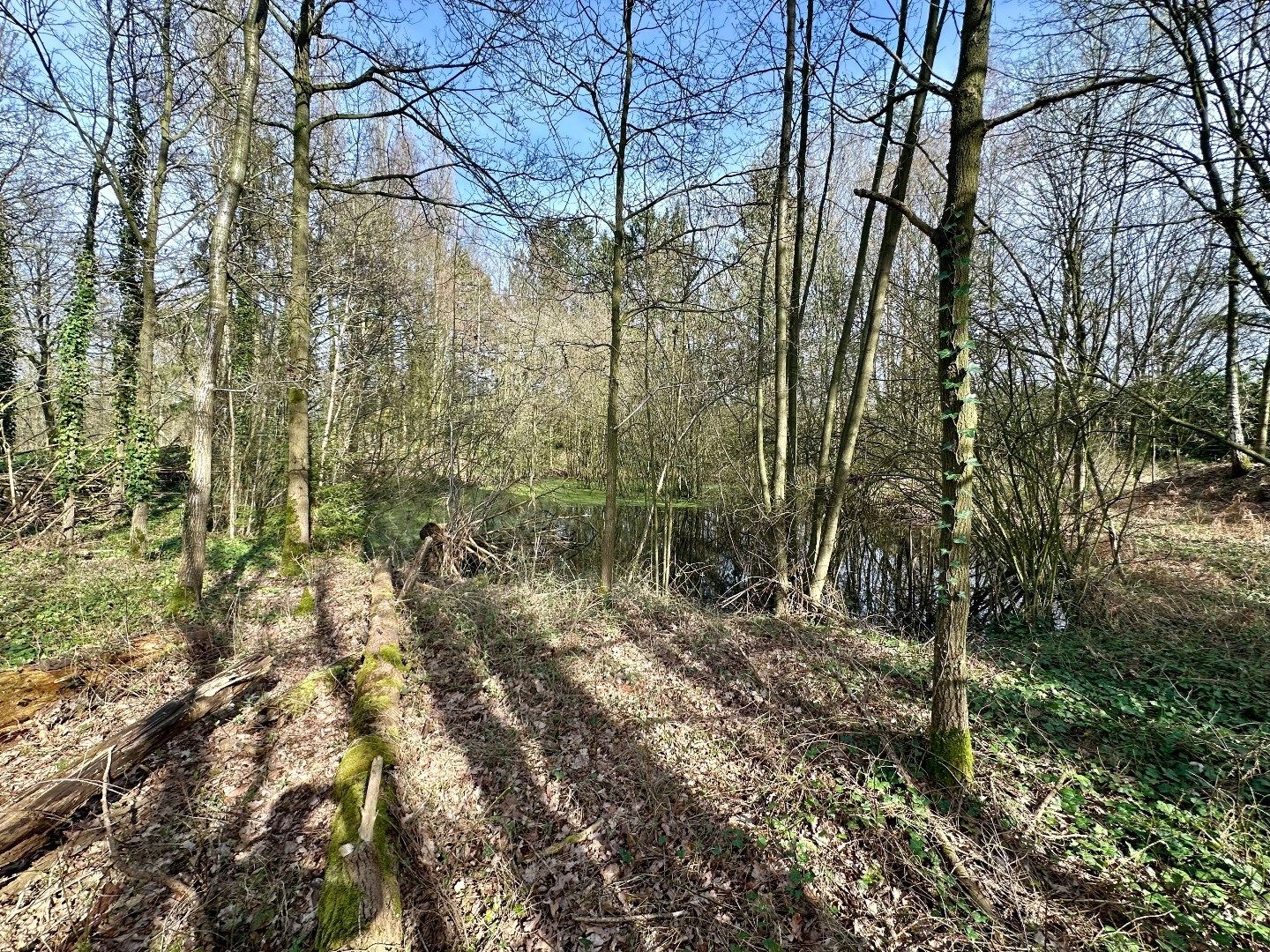 Gunstig gelegen WEILAND met een oppervlakte van 2975 m²  foto 7