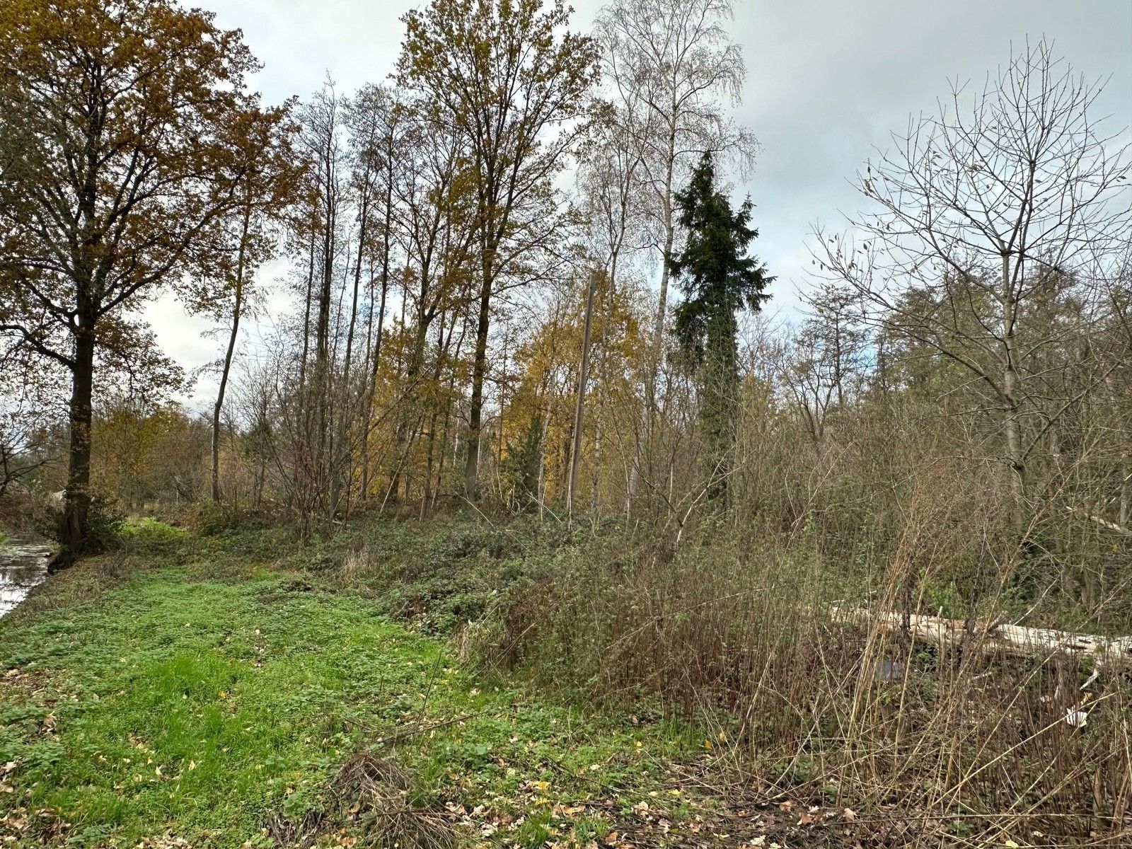 Bosgrond 10.950 m² te HAACHT foto 4