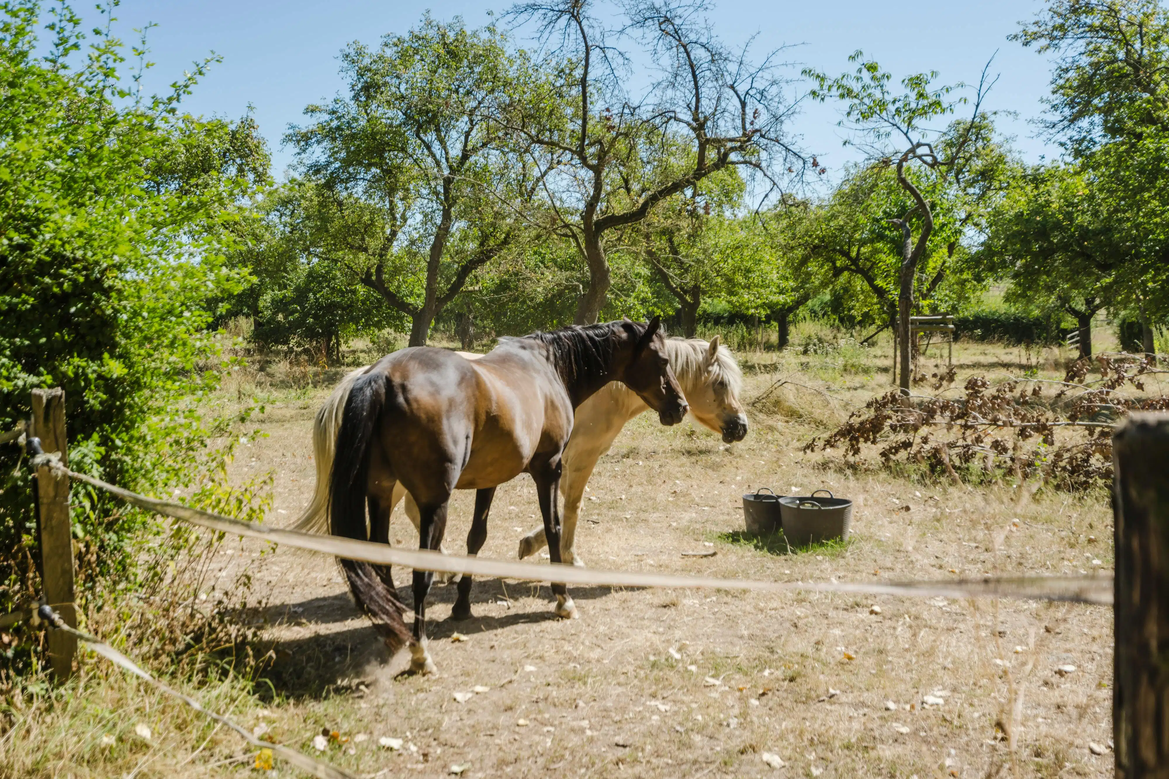 Charmante hoeve te koop in Brakel foto 19