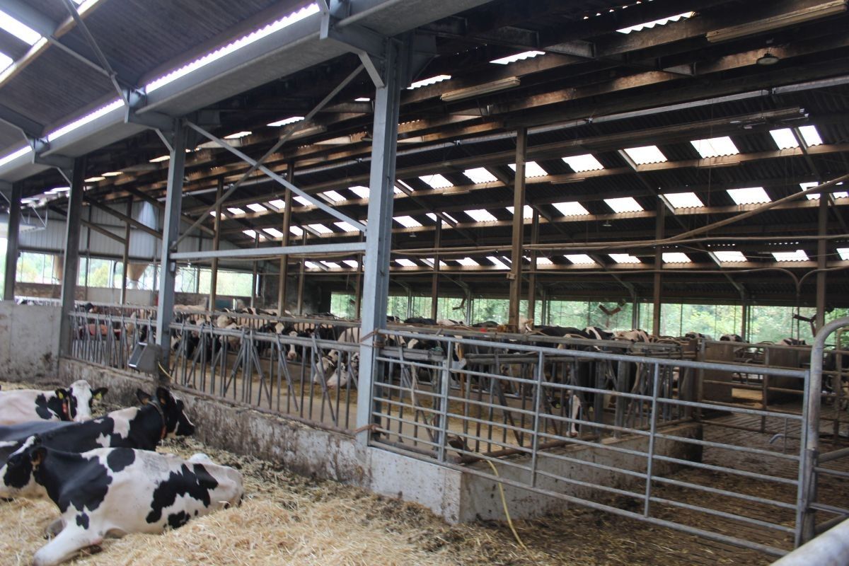 Melkveebedrijf met 38,70 ha grond te koop te Bocholt foto 8