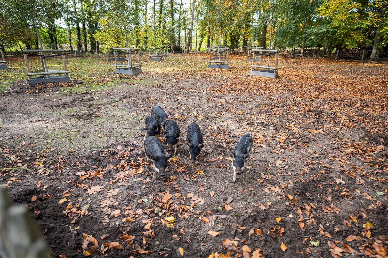 Uniek domein met zeer ruim pand temidden van de natuur  foto 41