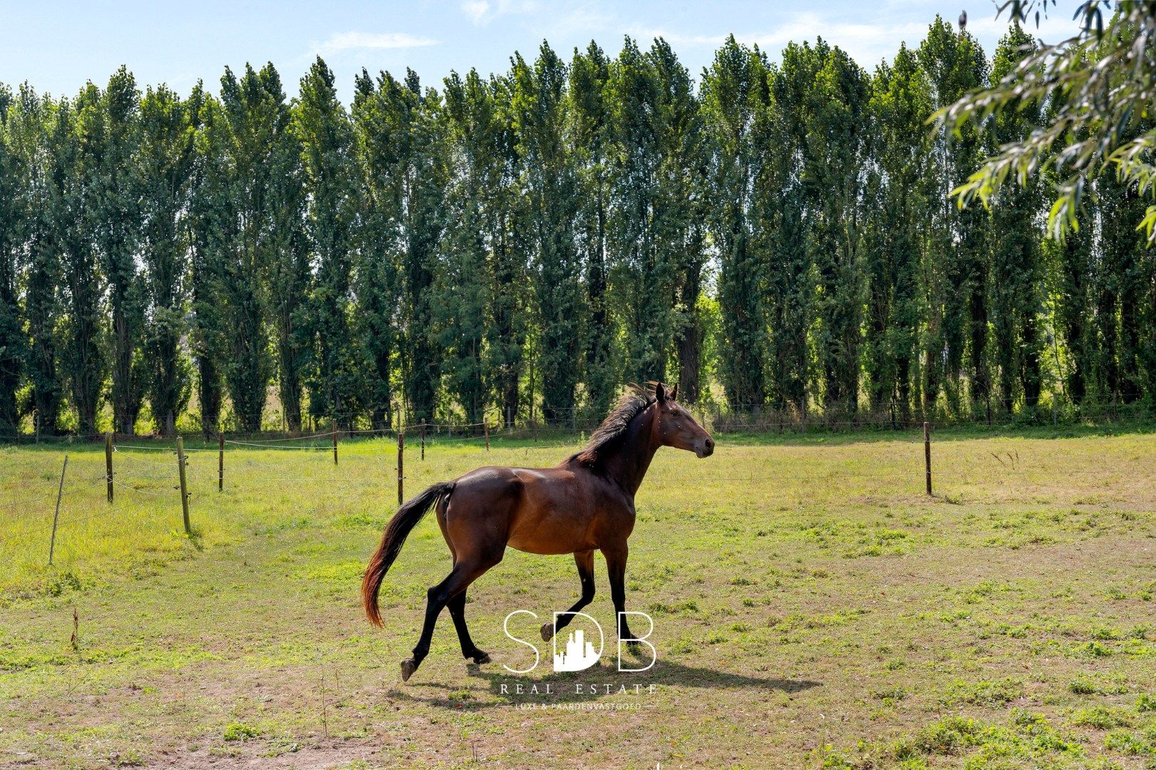 Hedendaagse villa met gezinstuin en graslanden op 7.496m² foto 3