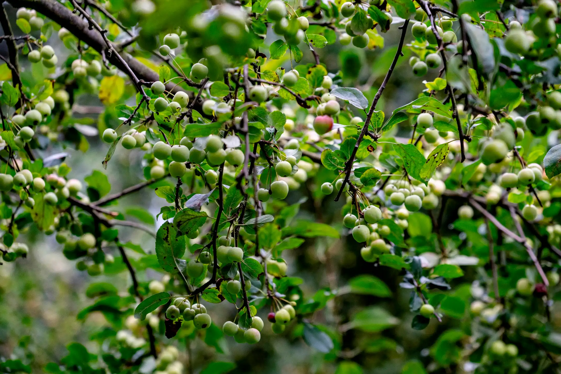 Uitzonderlijk object te Kapellen! foto 24