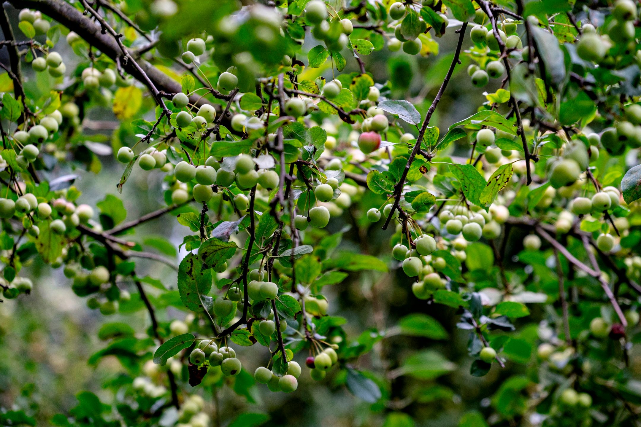 Uitzonderlijk object te Kapellen! foto 24