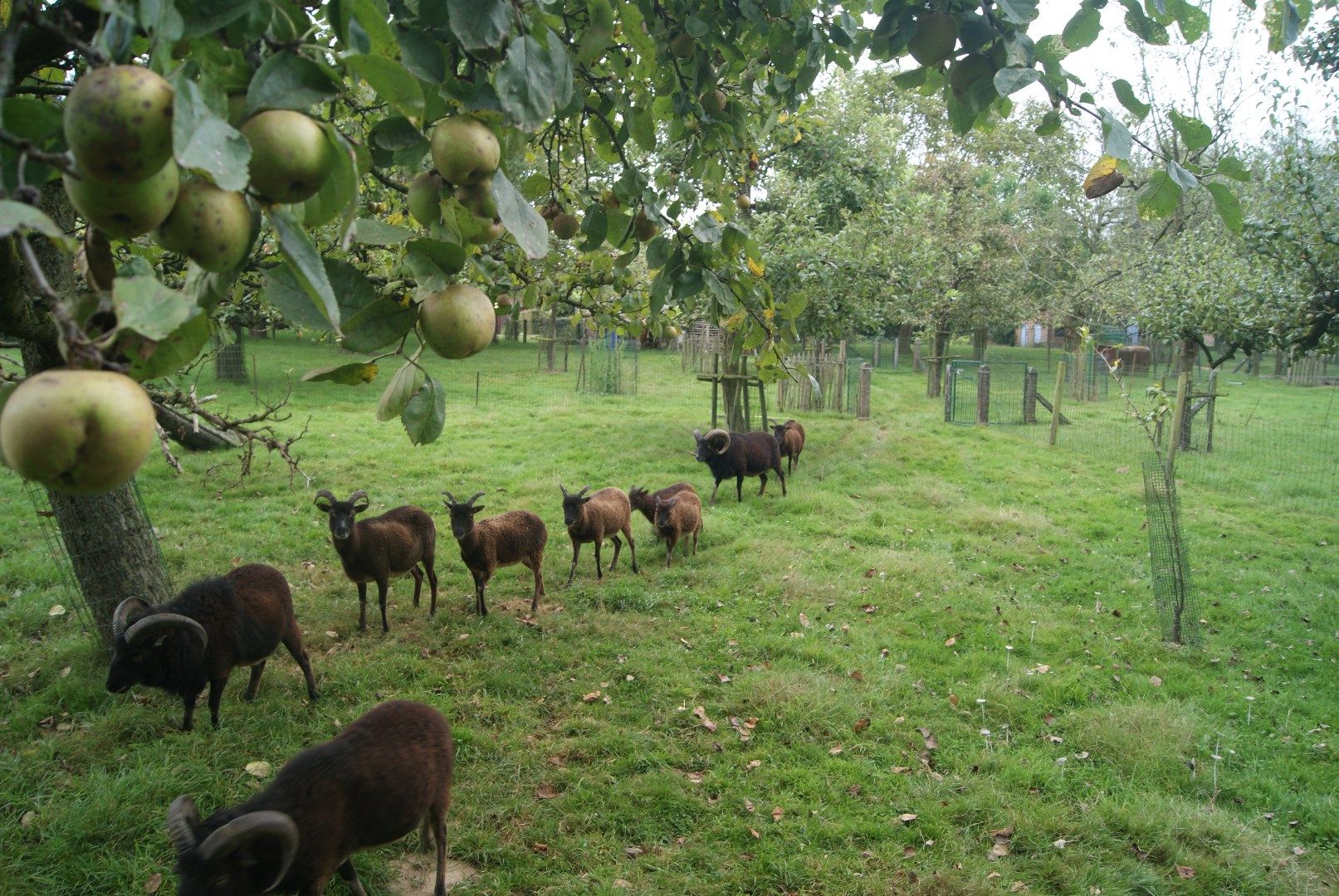 BINKOM - knappe hoeve + bouwgrond op bijna 60a foto 6