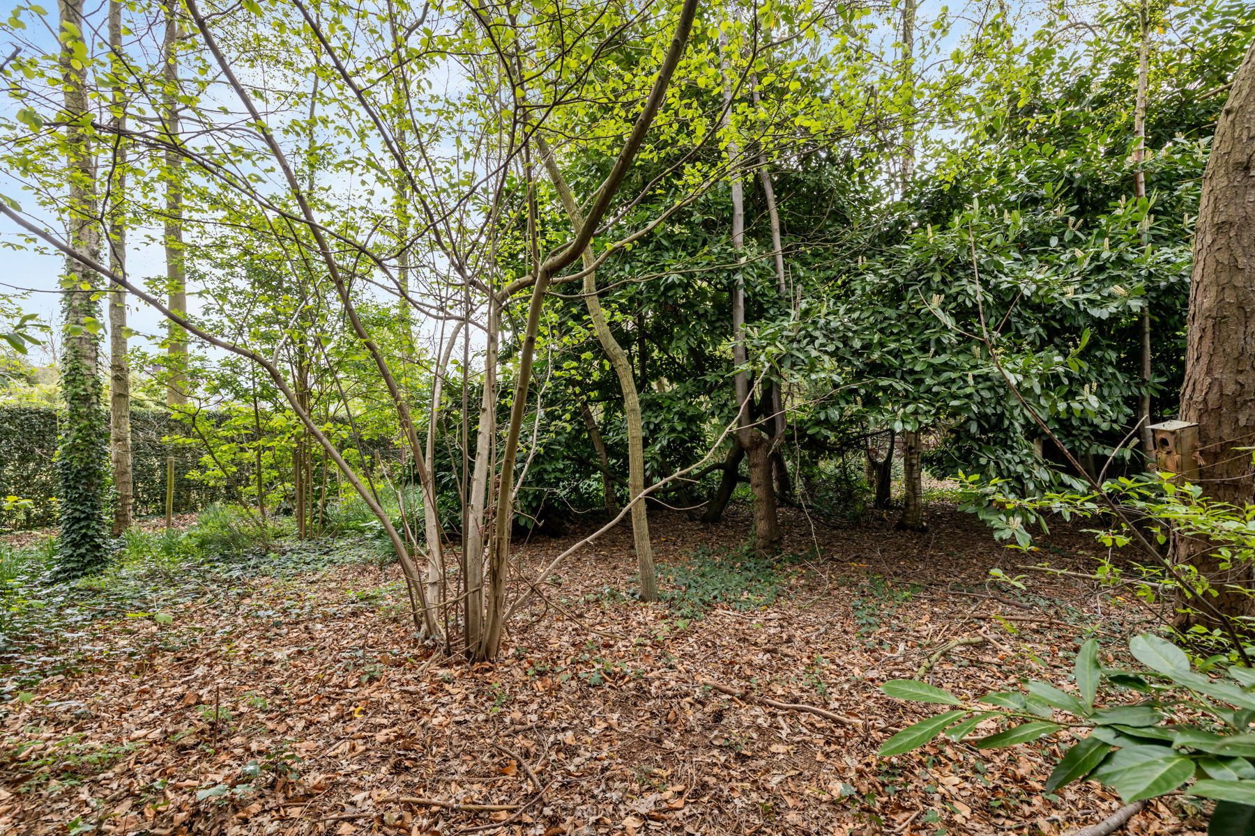 Uniek te renoveren pareltje met 4 slpk op 3528m² foto 6