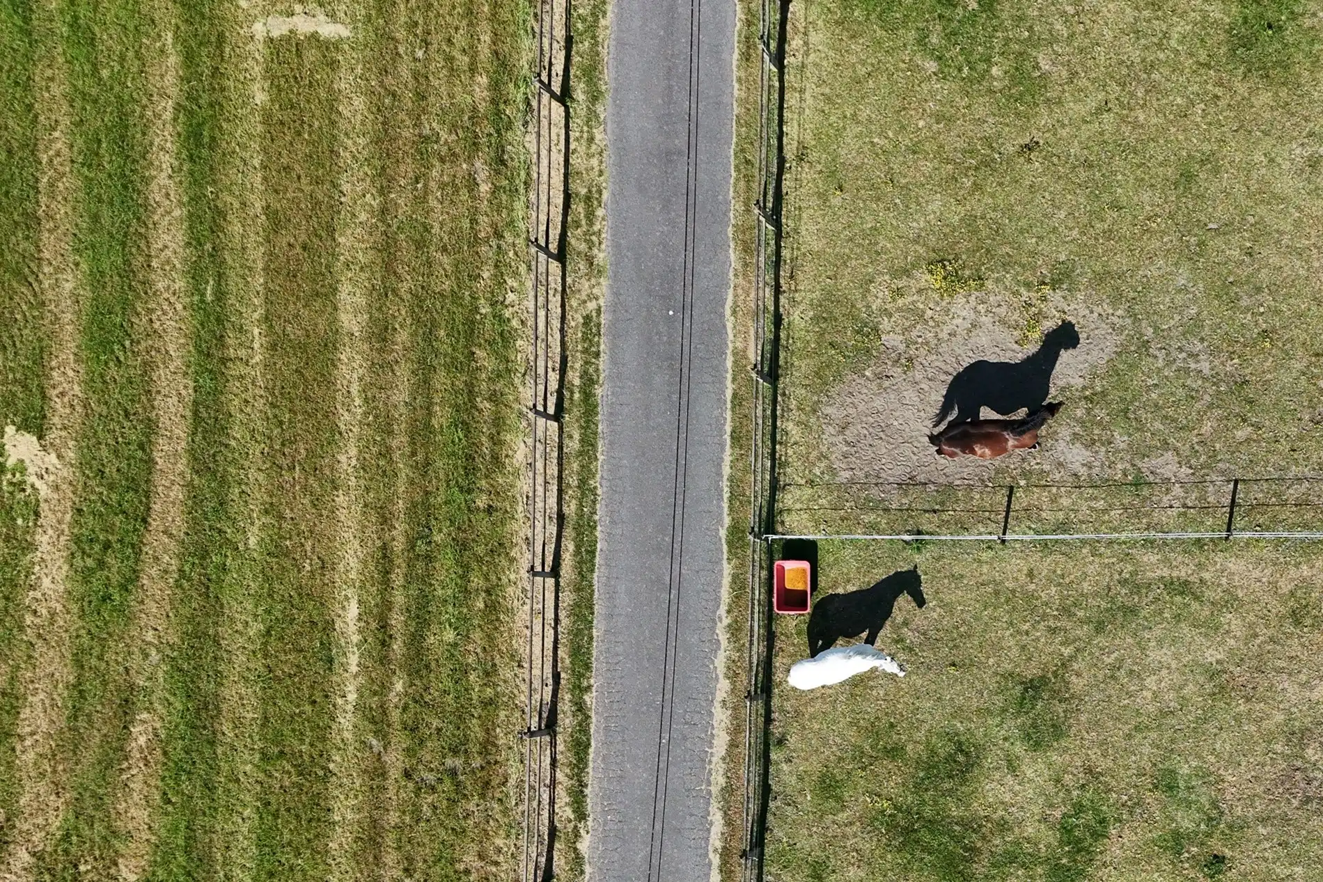 Een buitenkans voor paardenliefhebbers foto 3