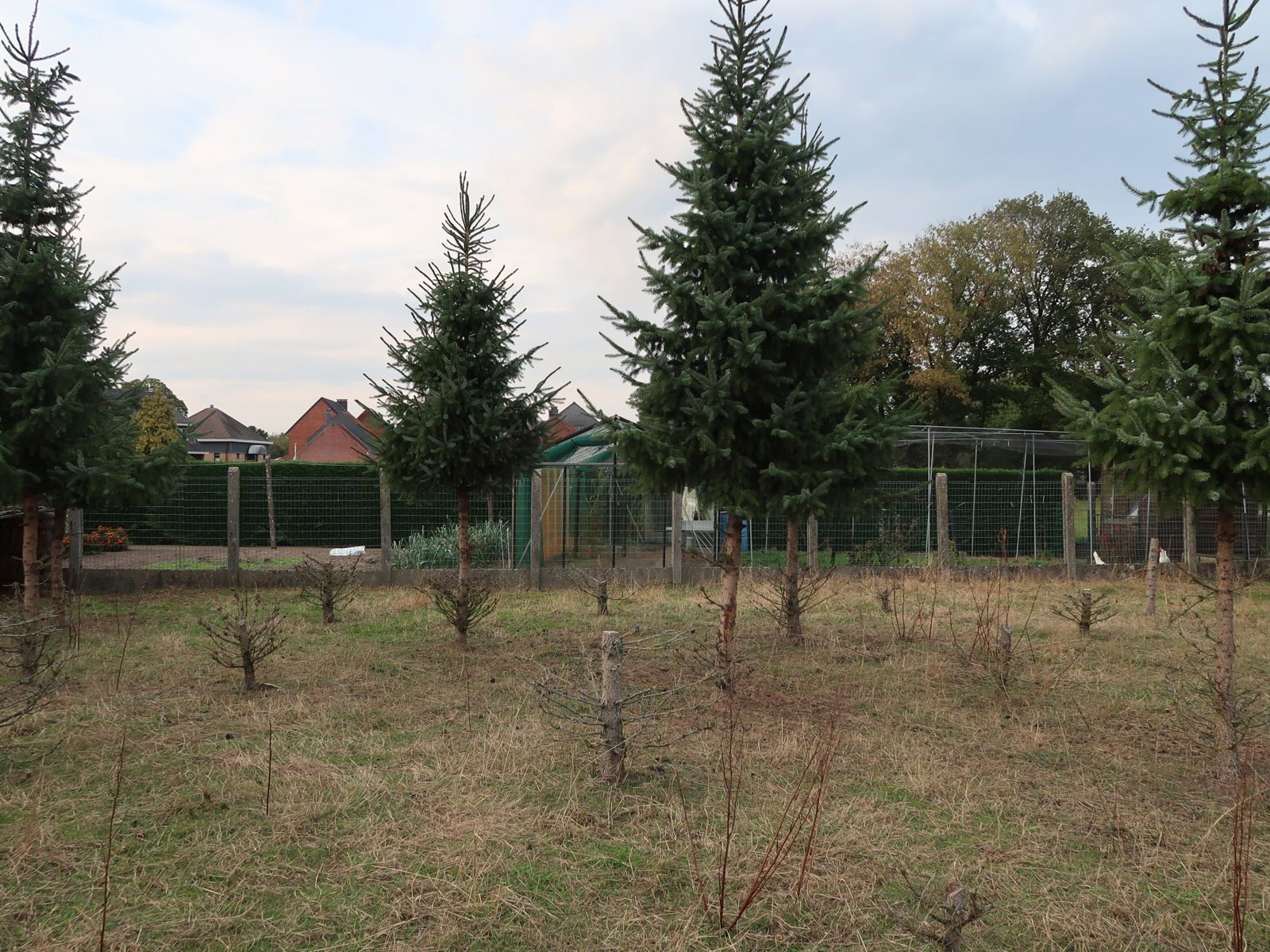 Ruim bouwperceel van 770m² l Topligging te Oevel Westerlo foto 5