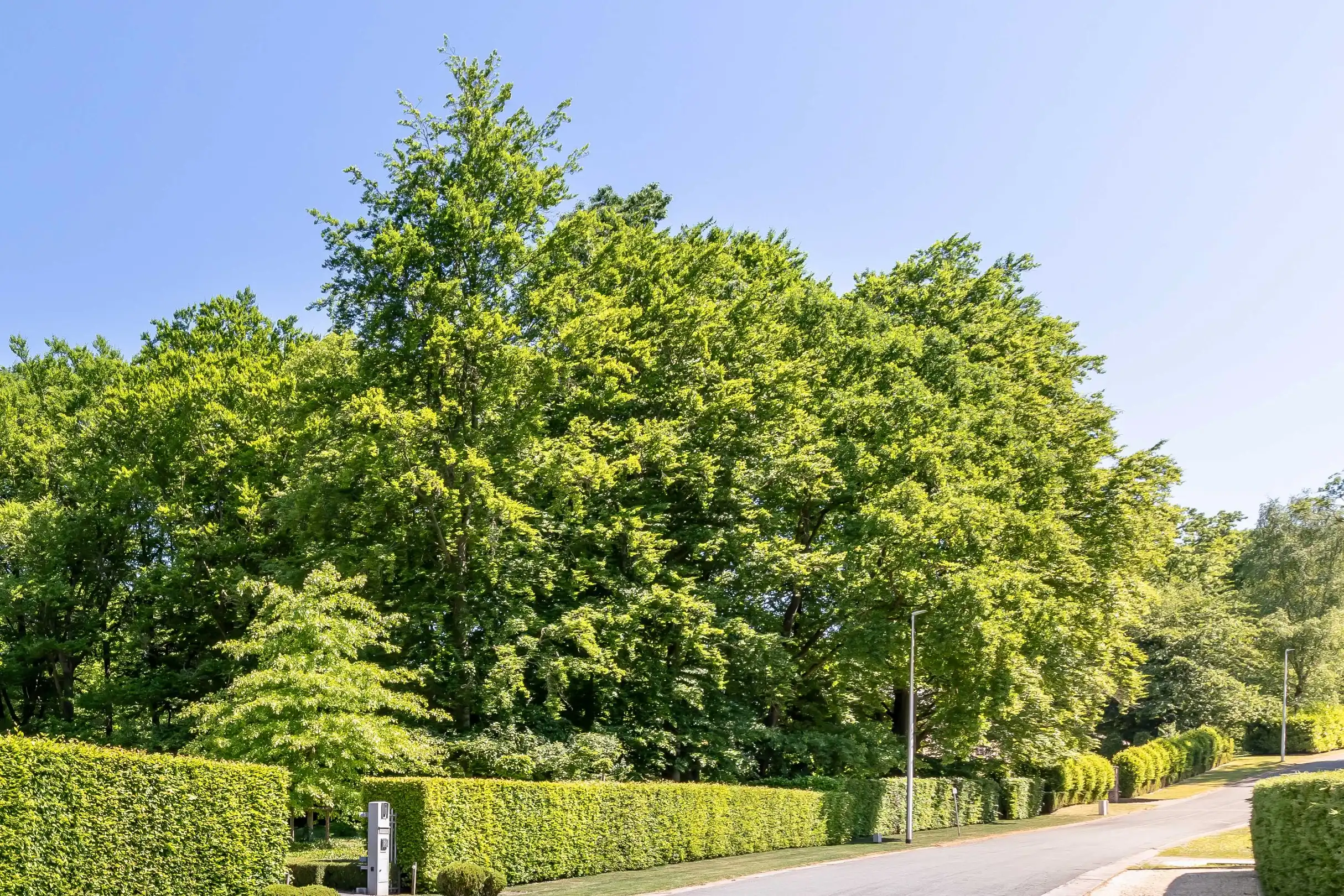 Prachtig perceel op unieke locatie! foto {{pictureIndex}}