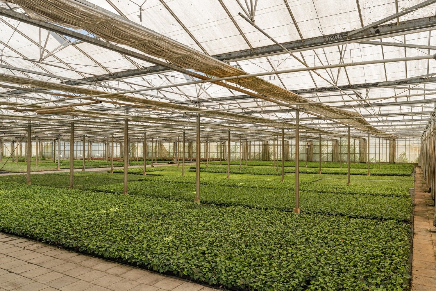 Uitgebreid Tuindersbedrijf met Woonhuis, Serres, Schermhallen en grote Bedrijfsloods op 2ha56a77! foto 11