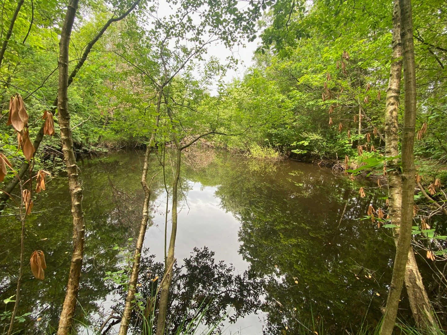 Recreatiegrond te koop met natuurlijke vijver in Westmeerbeek foto 7