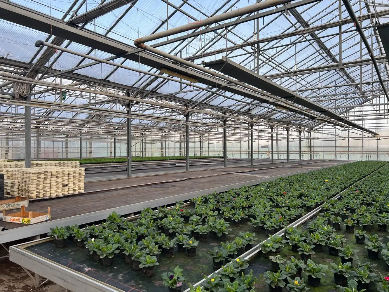 Ca.5.000 m2 serres met loods - bestemd voor agrarische doeleinden. foto 13