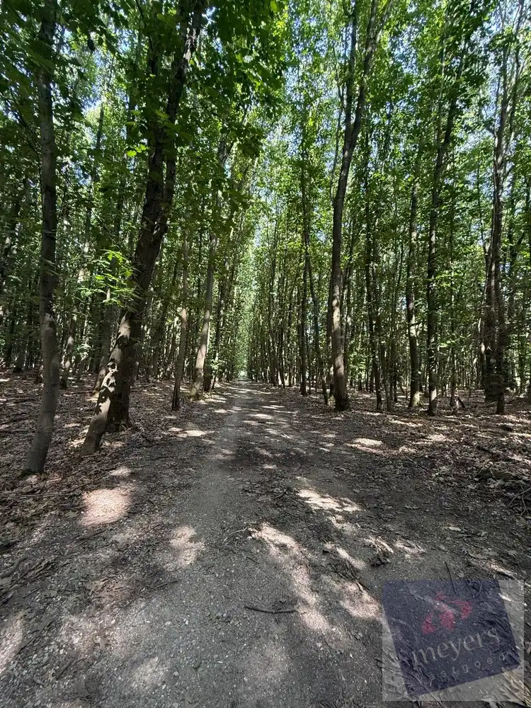 Bosperceel van circa 10 are in groene omgeving te Houthalen-Helchteren foto 5