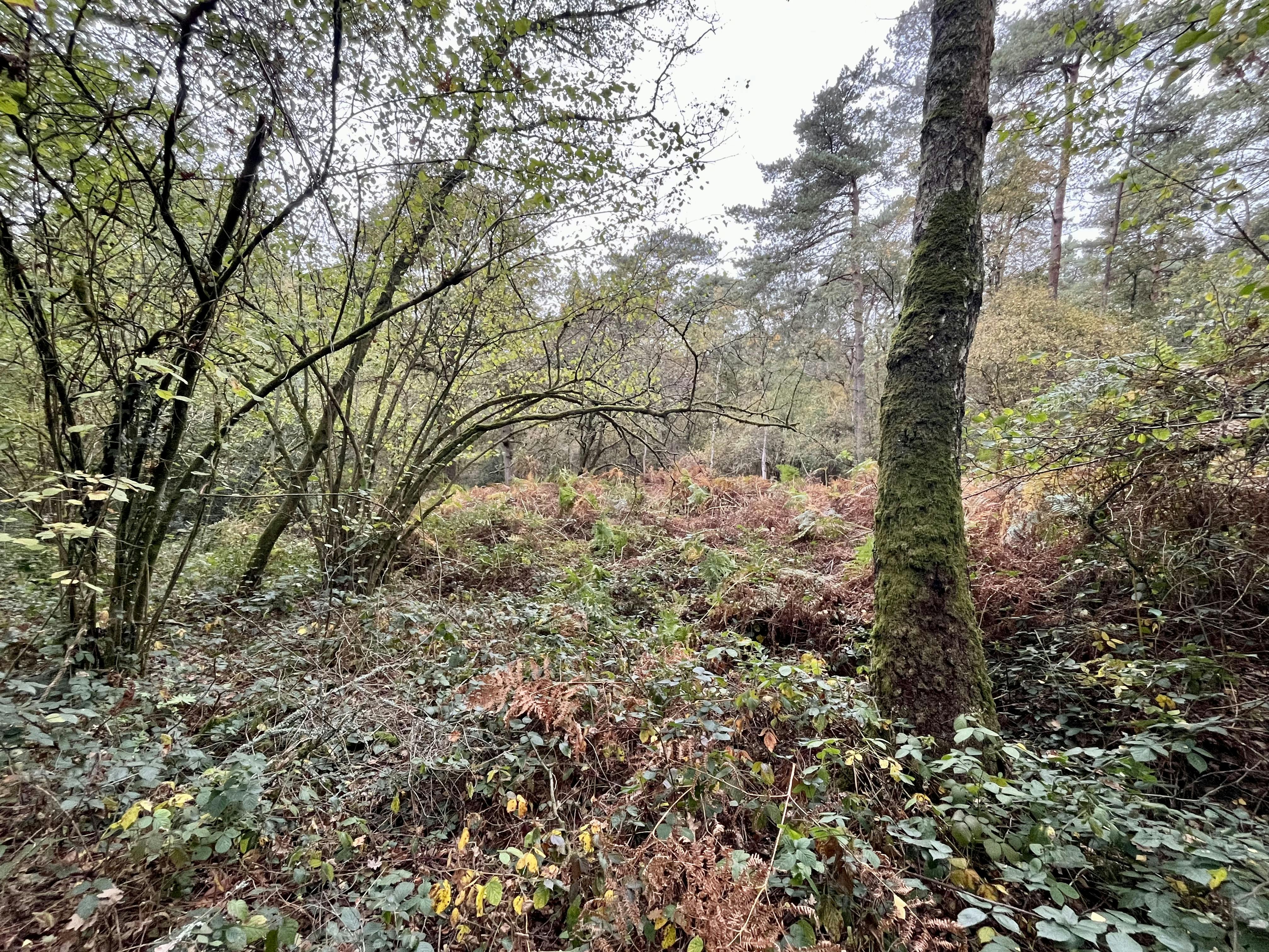 Perceel bosgrond te koop in Zoerselbos foto 6