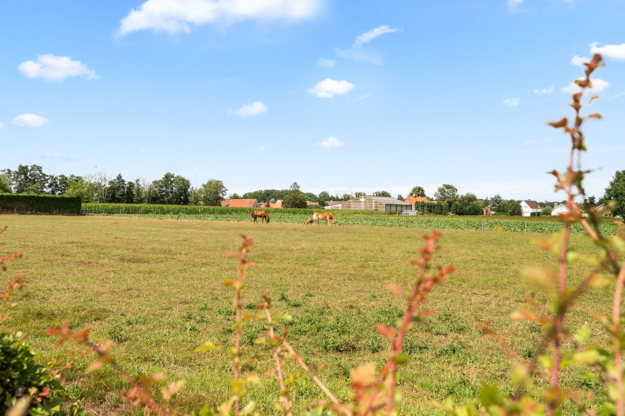 Charmante hoeve met paardenstallingen en schuur op 11.908 m² vlakbij het Drongengoed foto 3