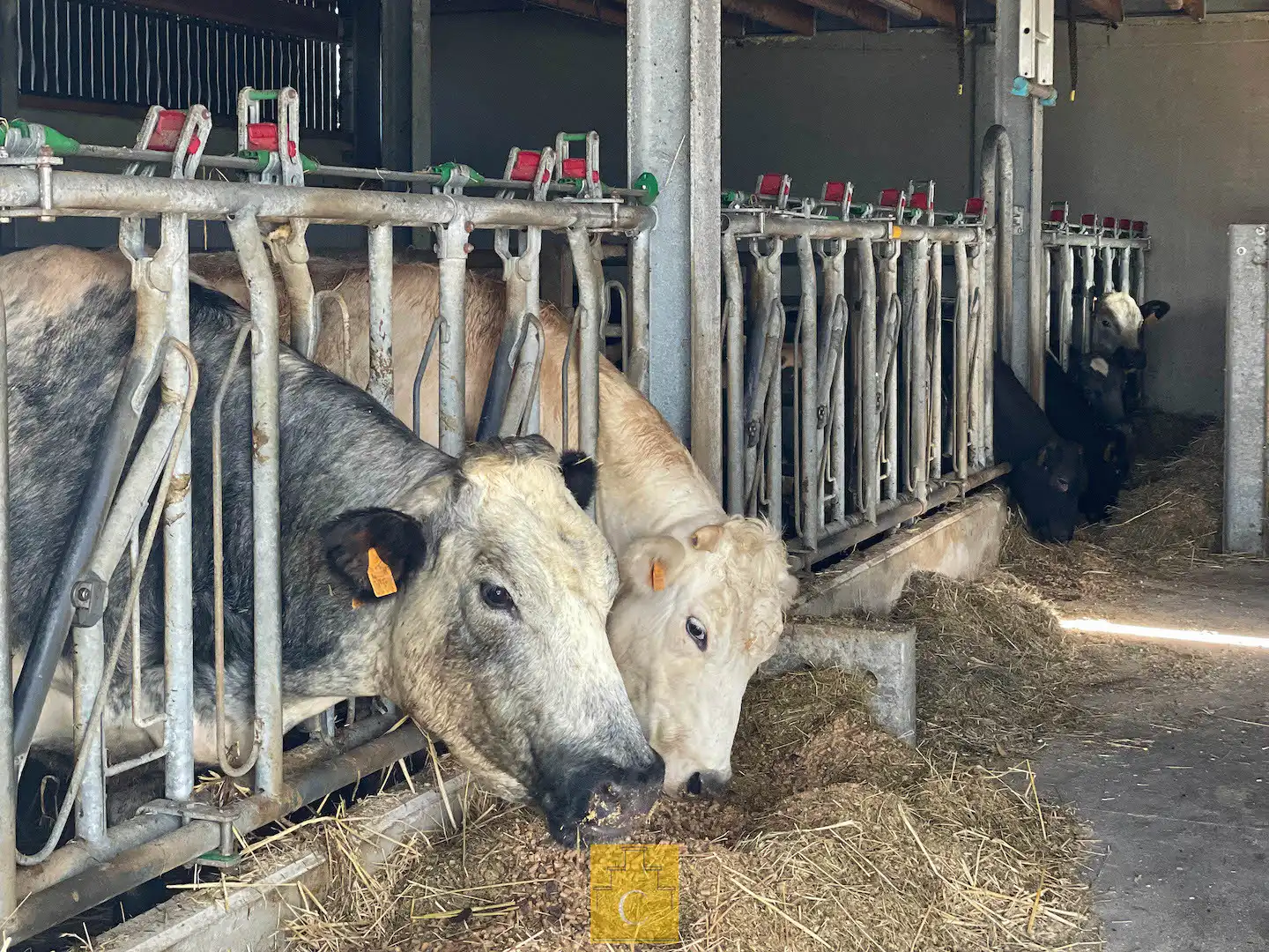 Boerderij met nieuwbouwloods (+400M2) en woning op 11.776 m² foto 14