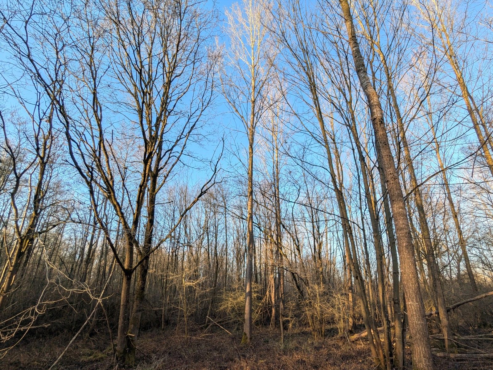 Bebost natuurgebied (met kapvergunning) aan Haachts Broek! foto {{pictureIndex}}