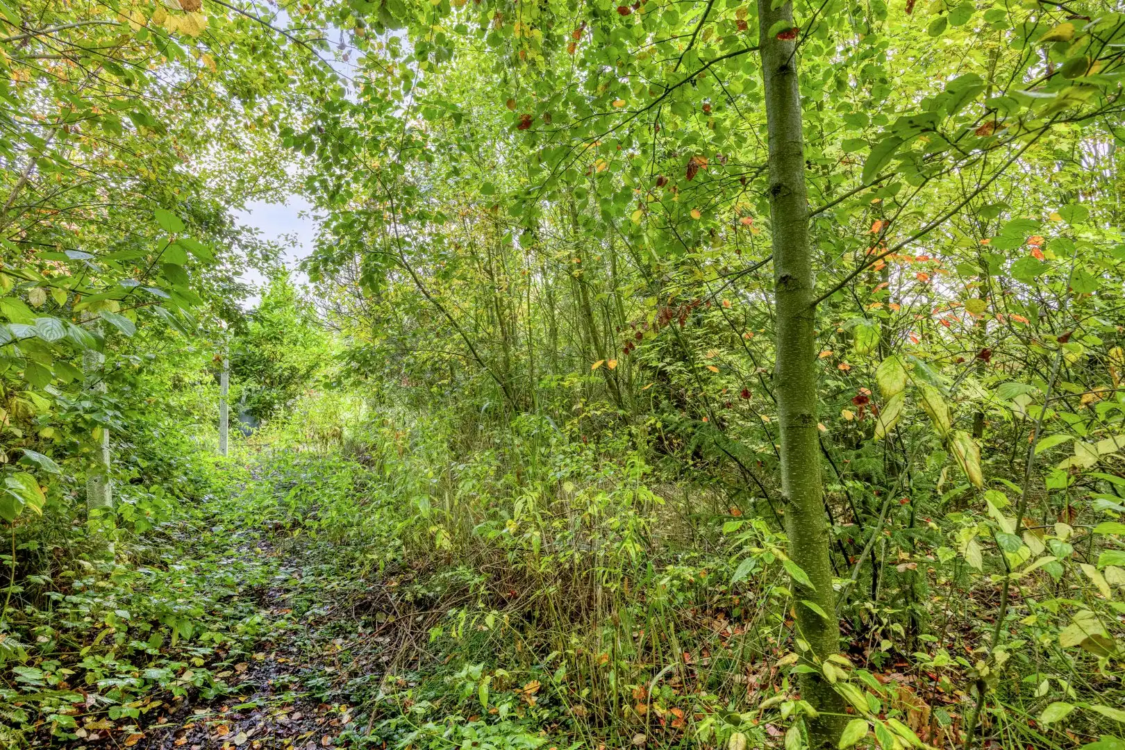 Rustig gelegen te renoveren woning op een mooi perceel van 13 are. foto 26