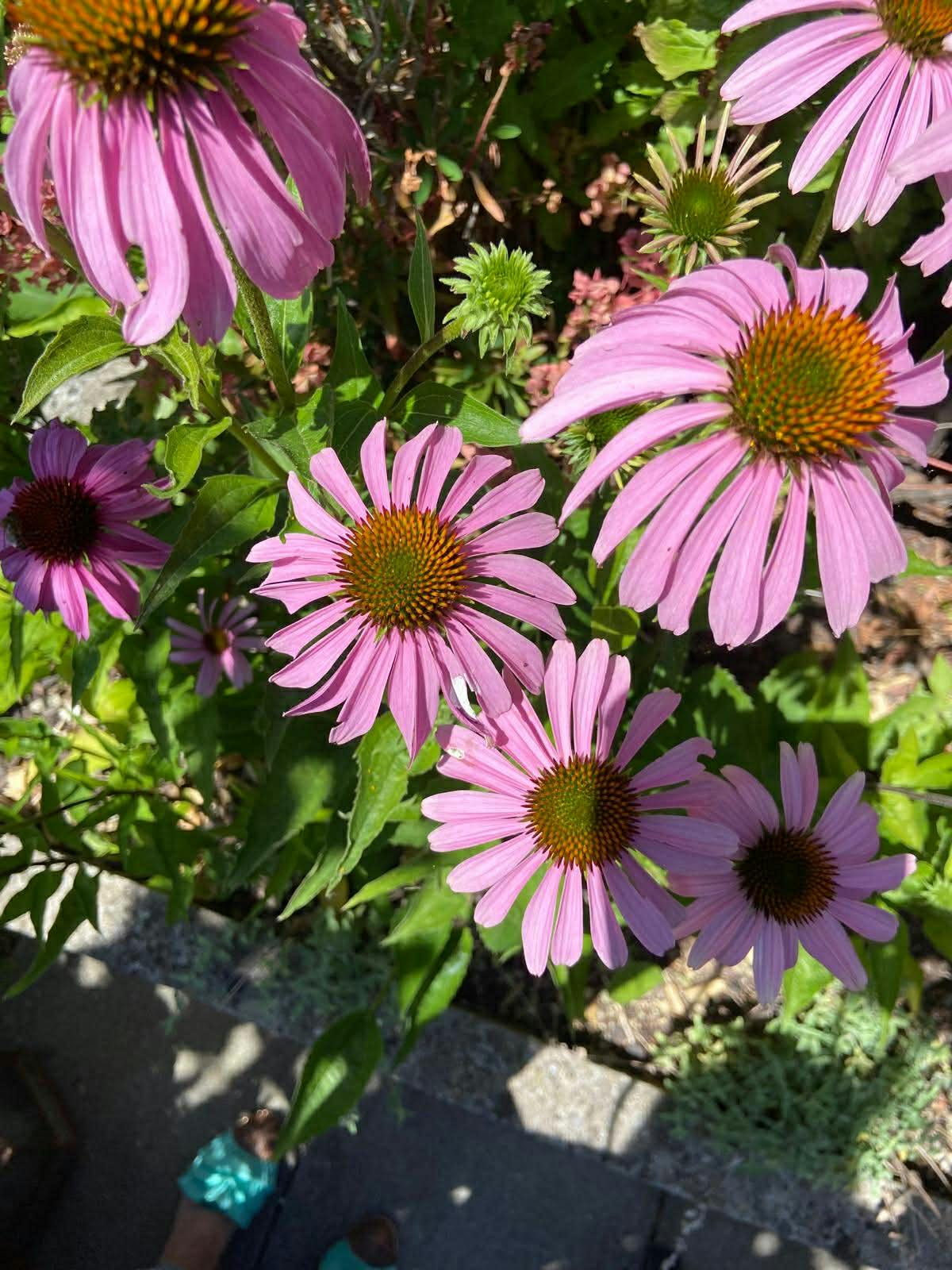 Lichtrijke penthouse met zuid-georiënteerd terras van 100m² foto 23